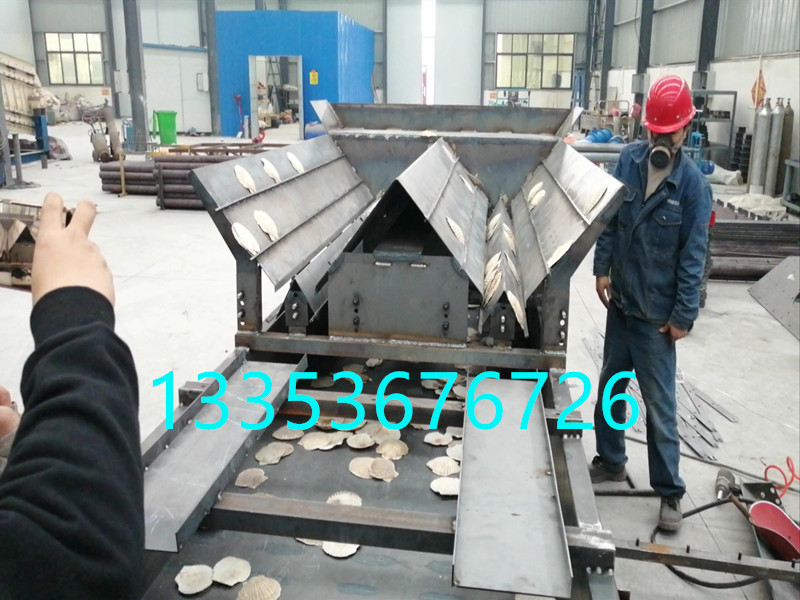 扇贝排序筛-扇贝排序直线筛厂家-可大小分级正反分类2